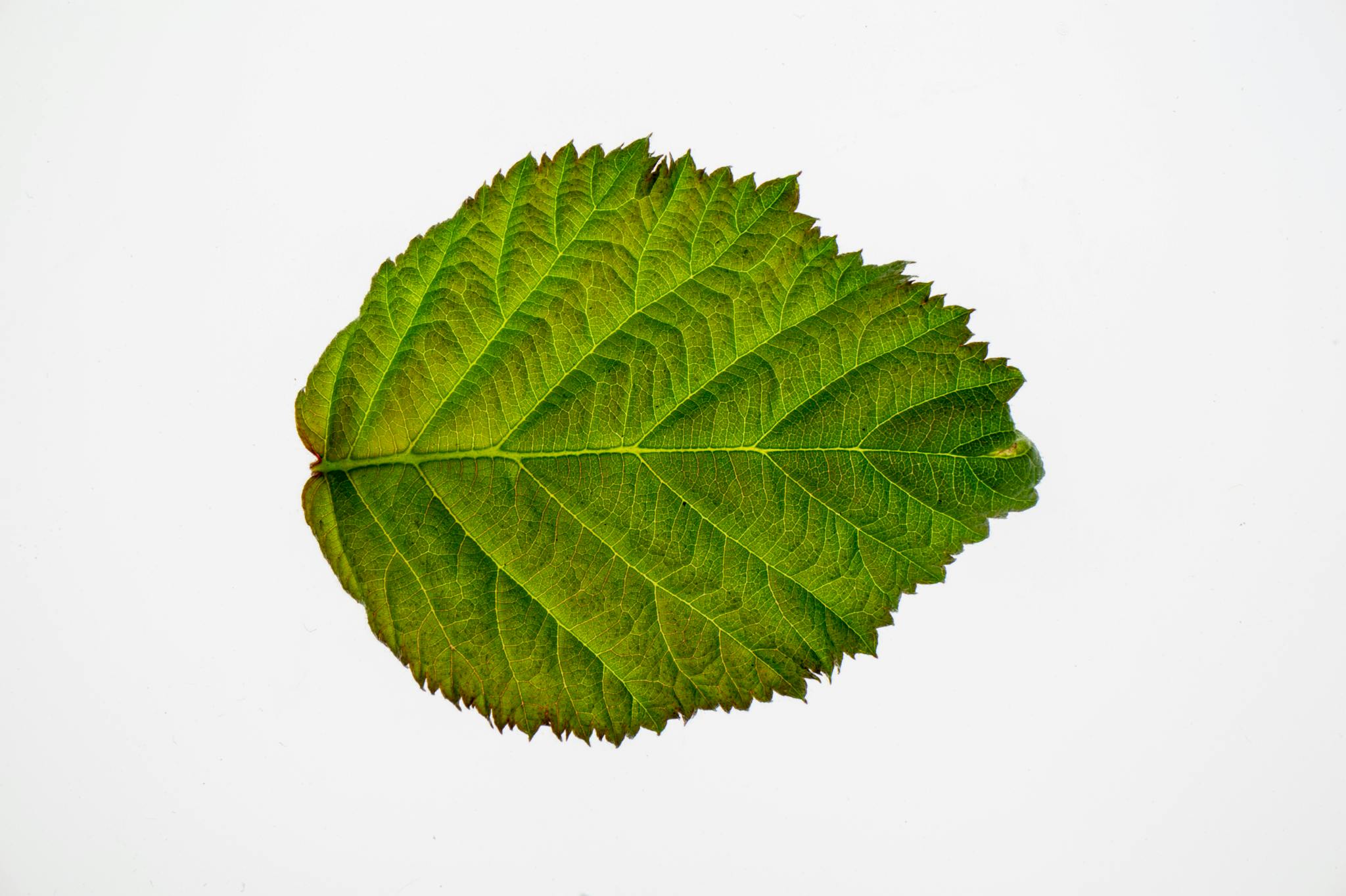 Autumn leaf of Alnus incana tree